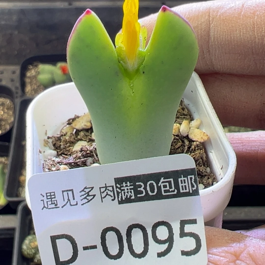 多肉植物11111111111111