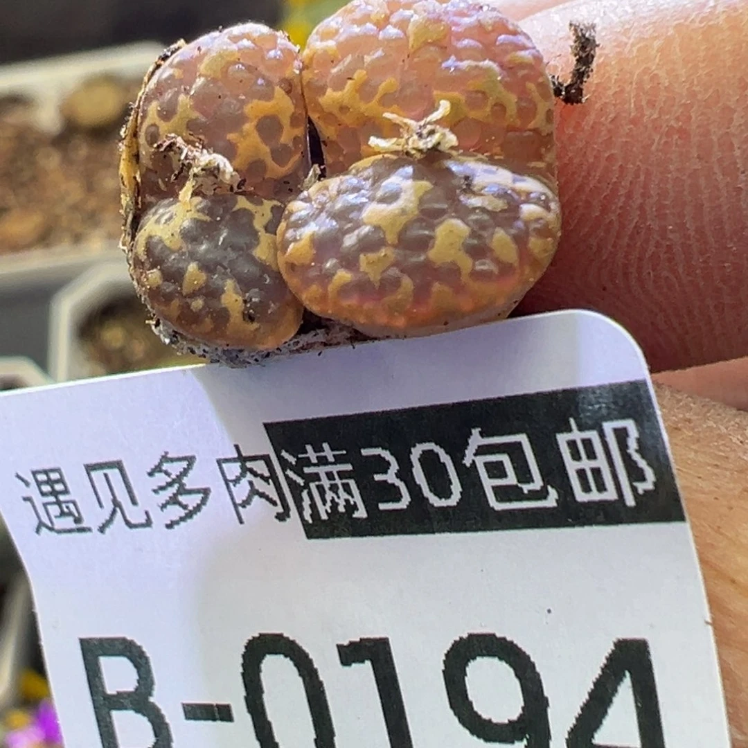 多肉植物1111111111111