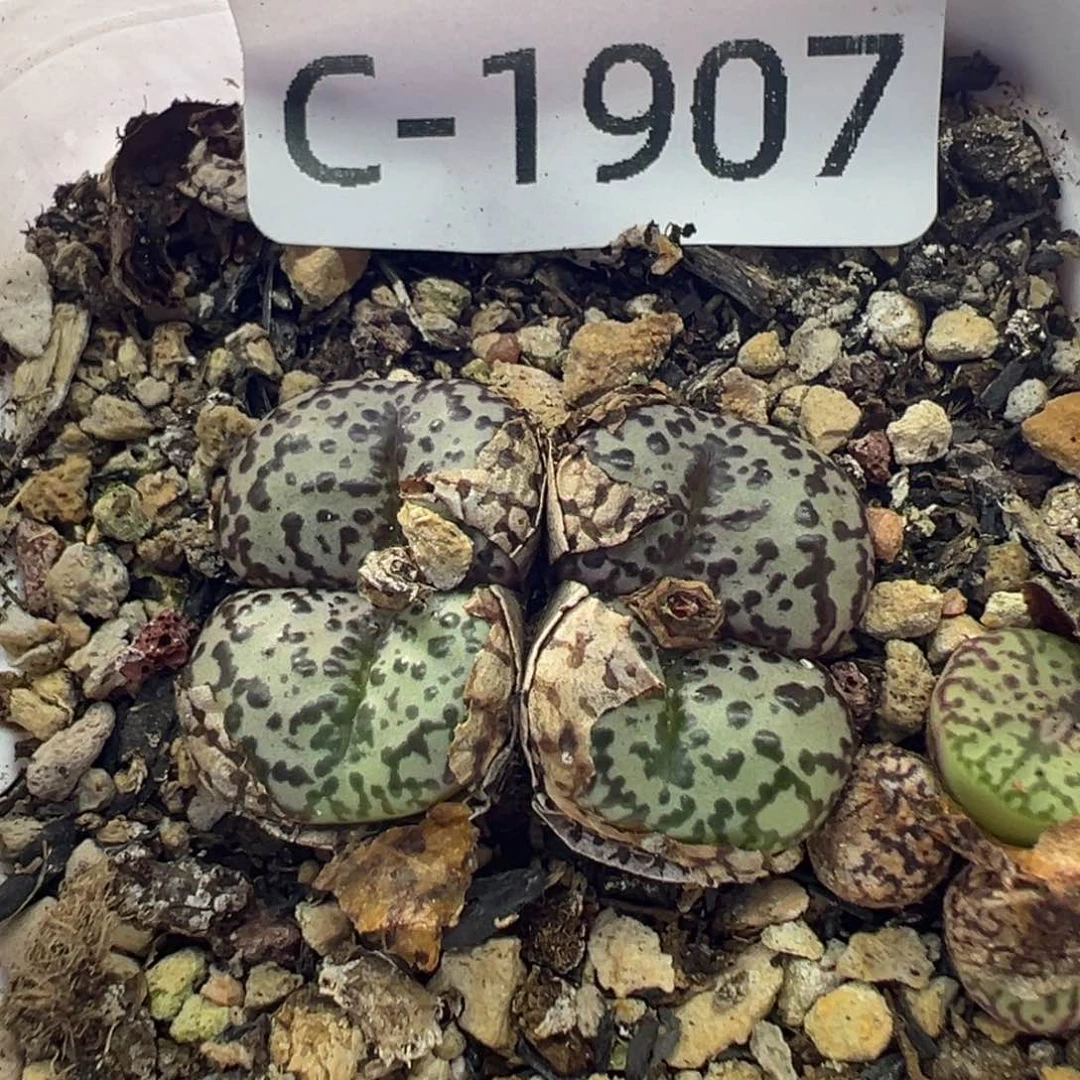 1111111111111111111111