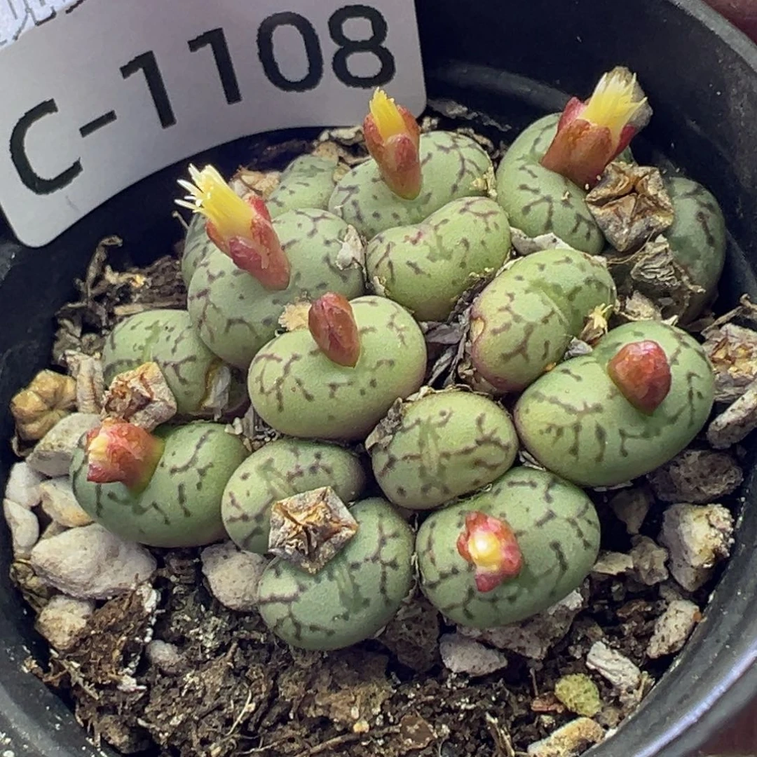 多肉植物1111111111111