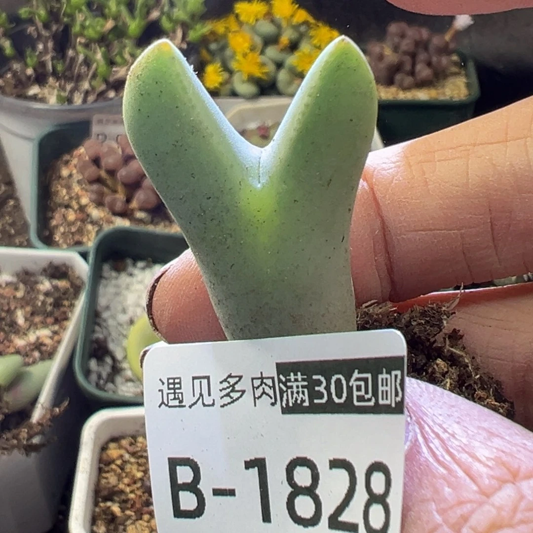 多肉植物111111111111111