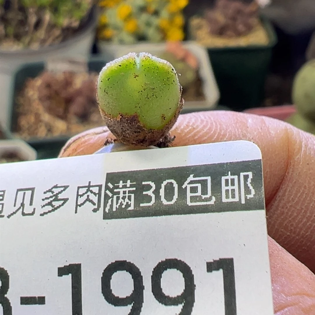 多肉植物11111111111111