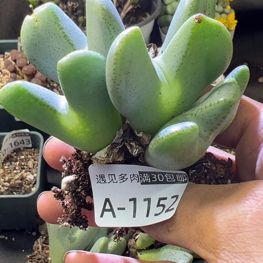 多肉植物11111111111111