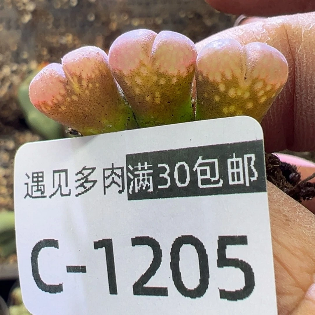 多肉植物111111111111