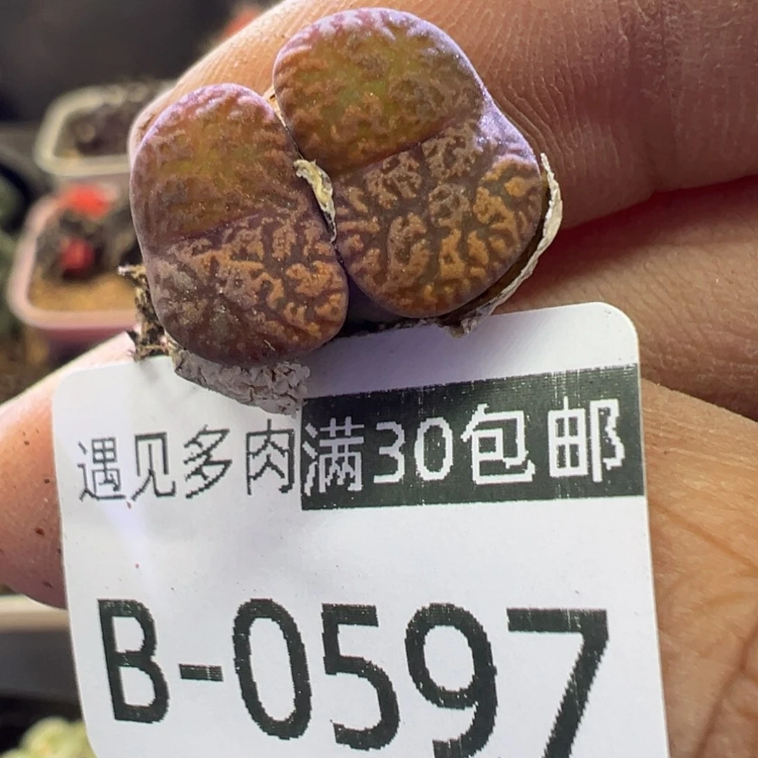 多肉植物11111111111111111