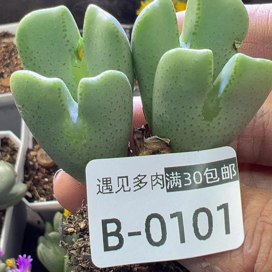 多肉植物1111111111111