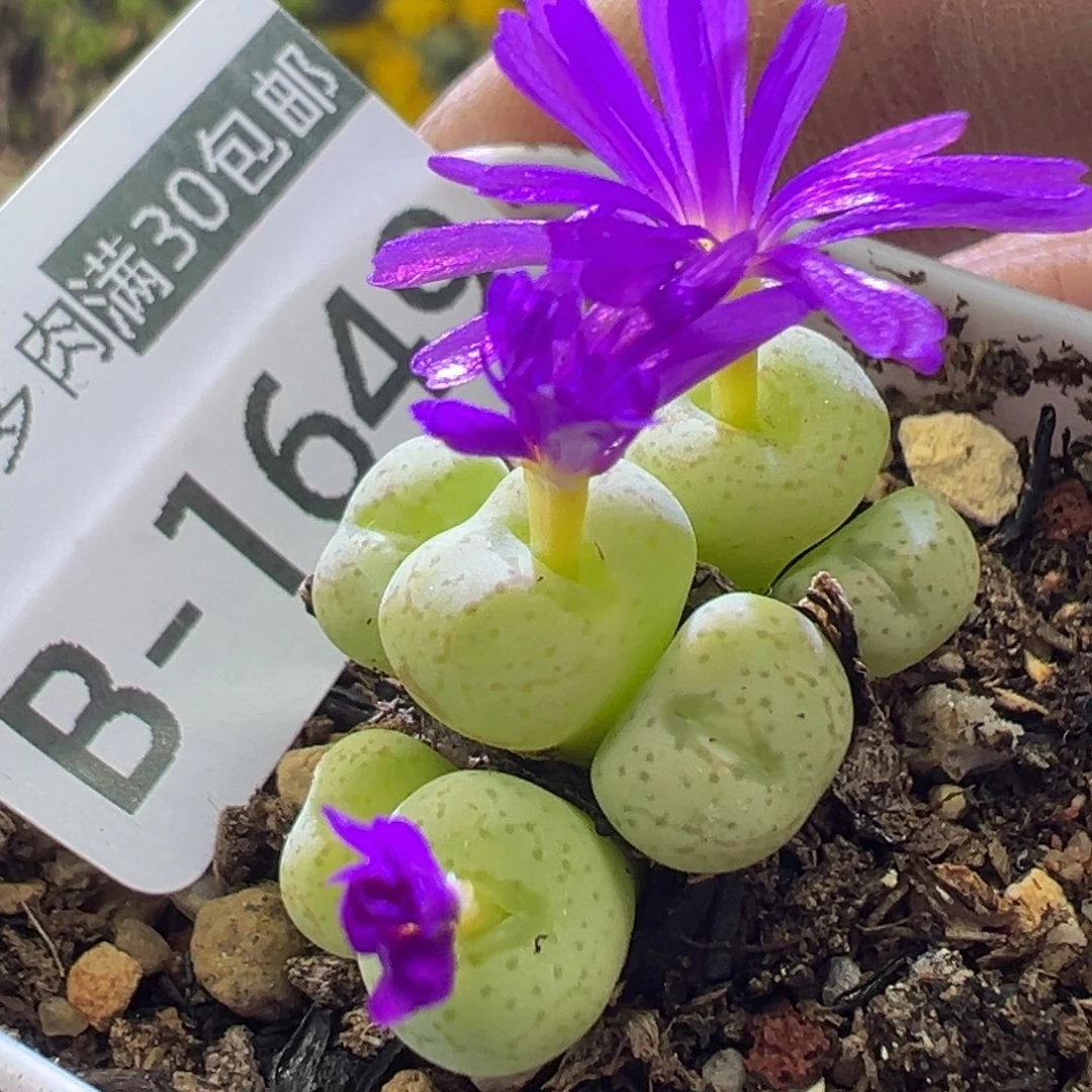 多肉植物1111111111111