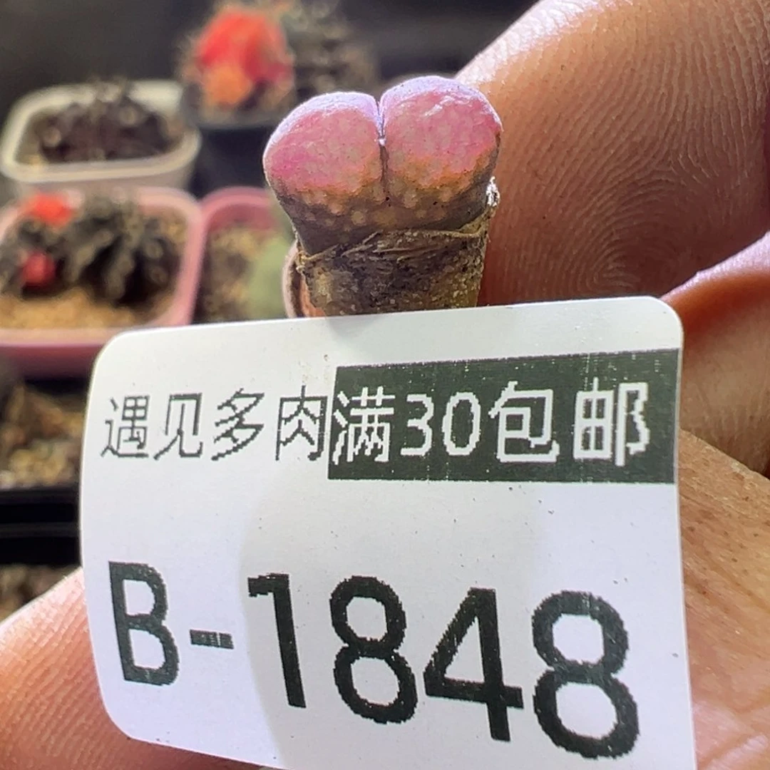 多肉植物11111111111111