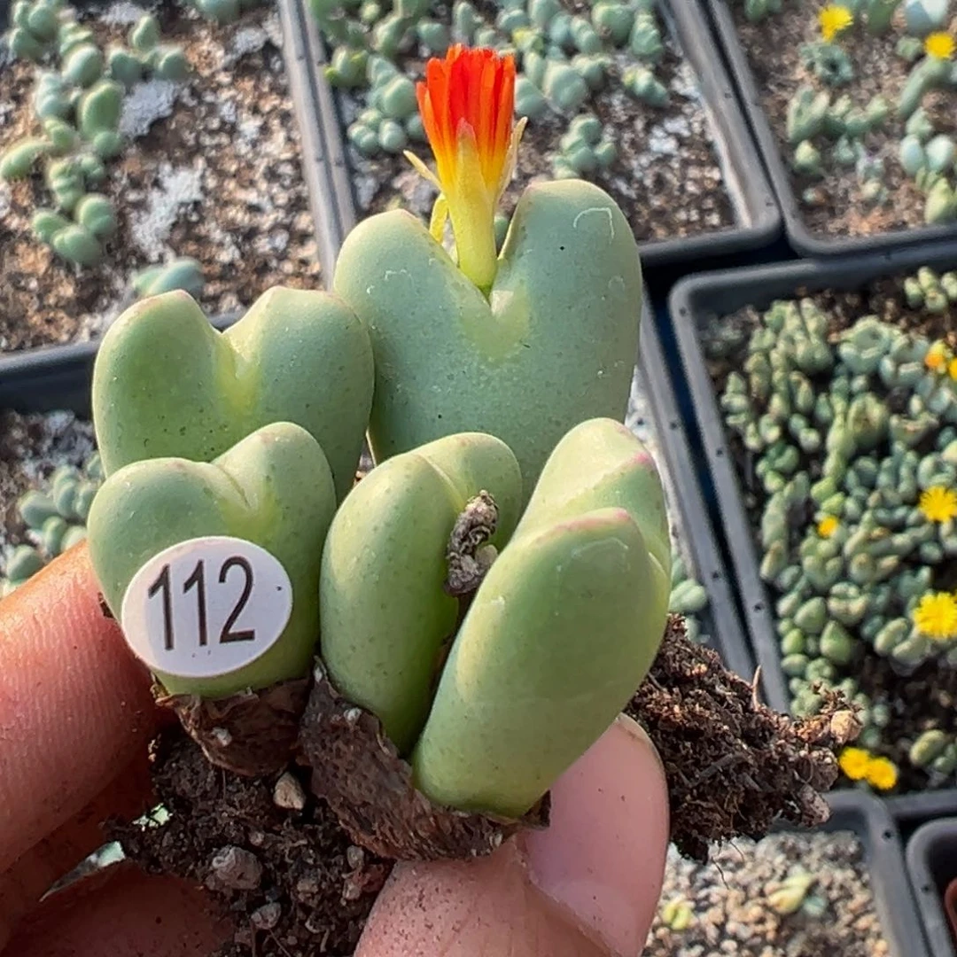 多肉植物11111111111111