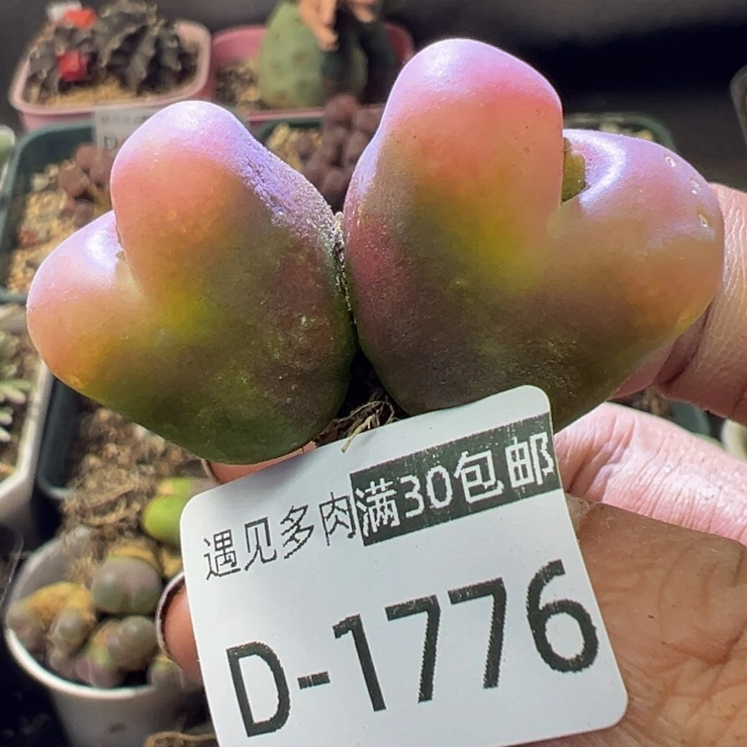 潜*艇多肉植物111111111111