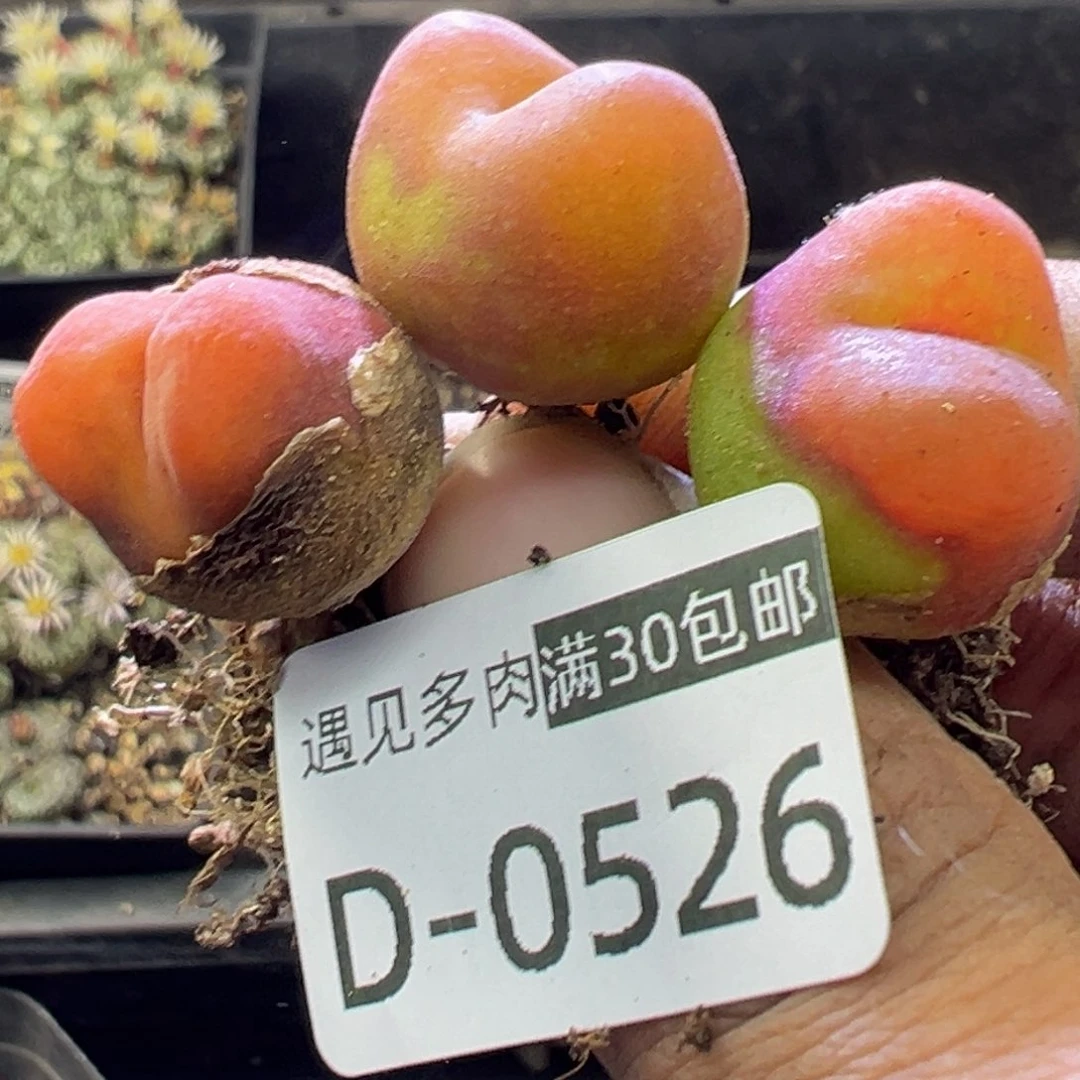 星**灿多肉植物1111111111111