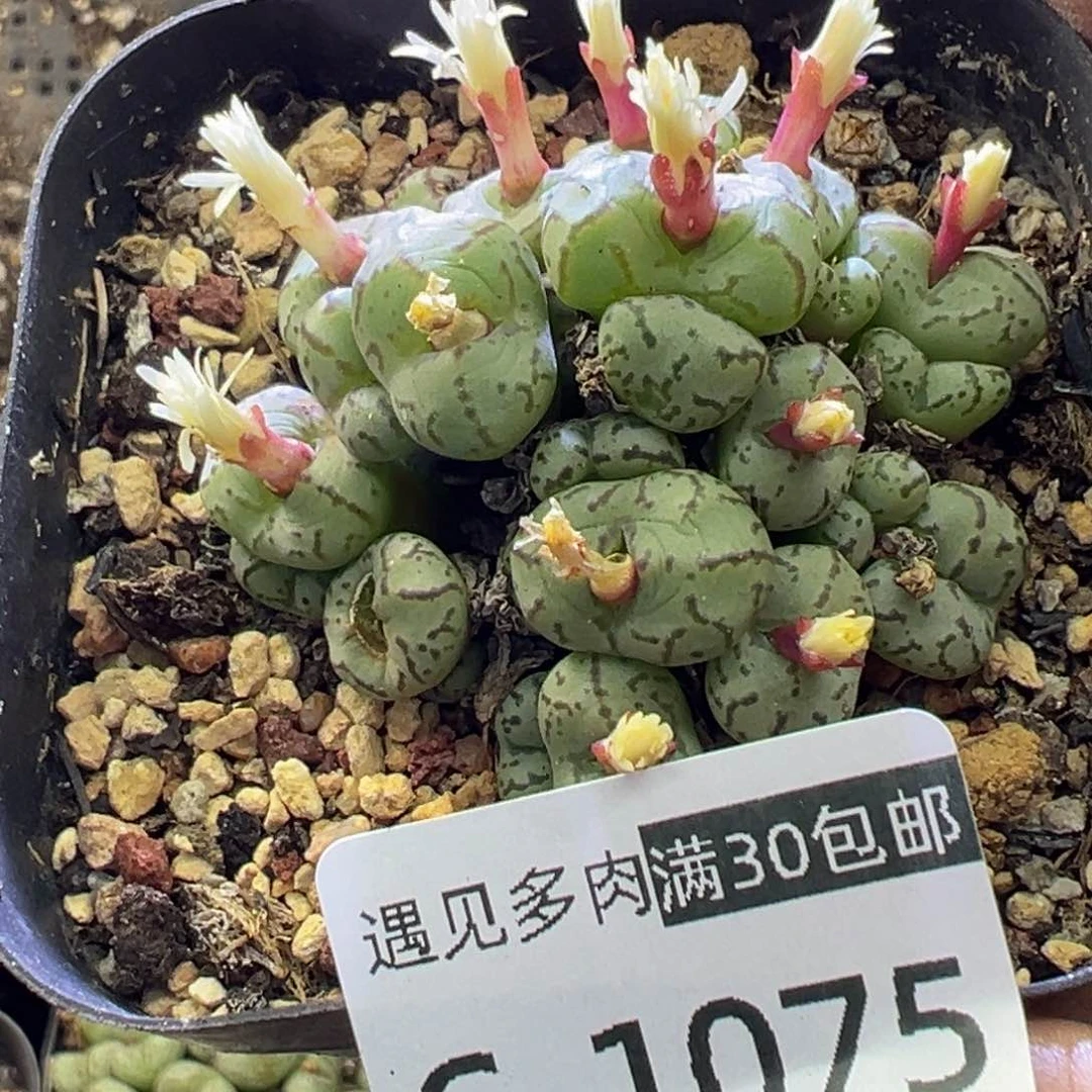 多肉植物1111111111111