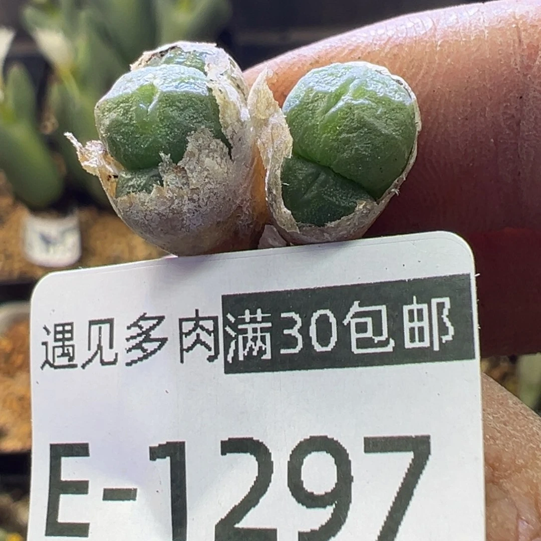 多肉植物1111111111111