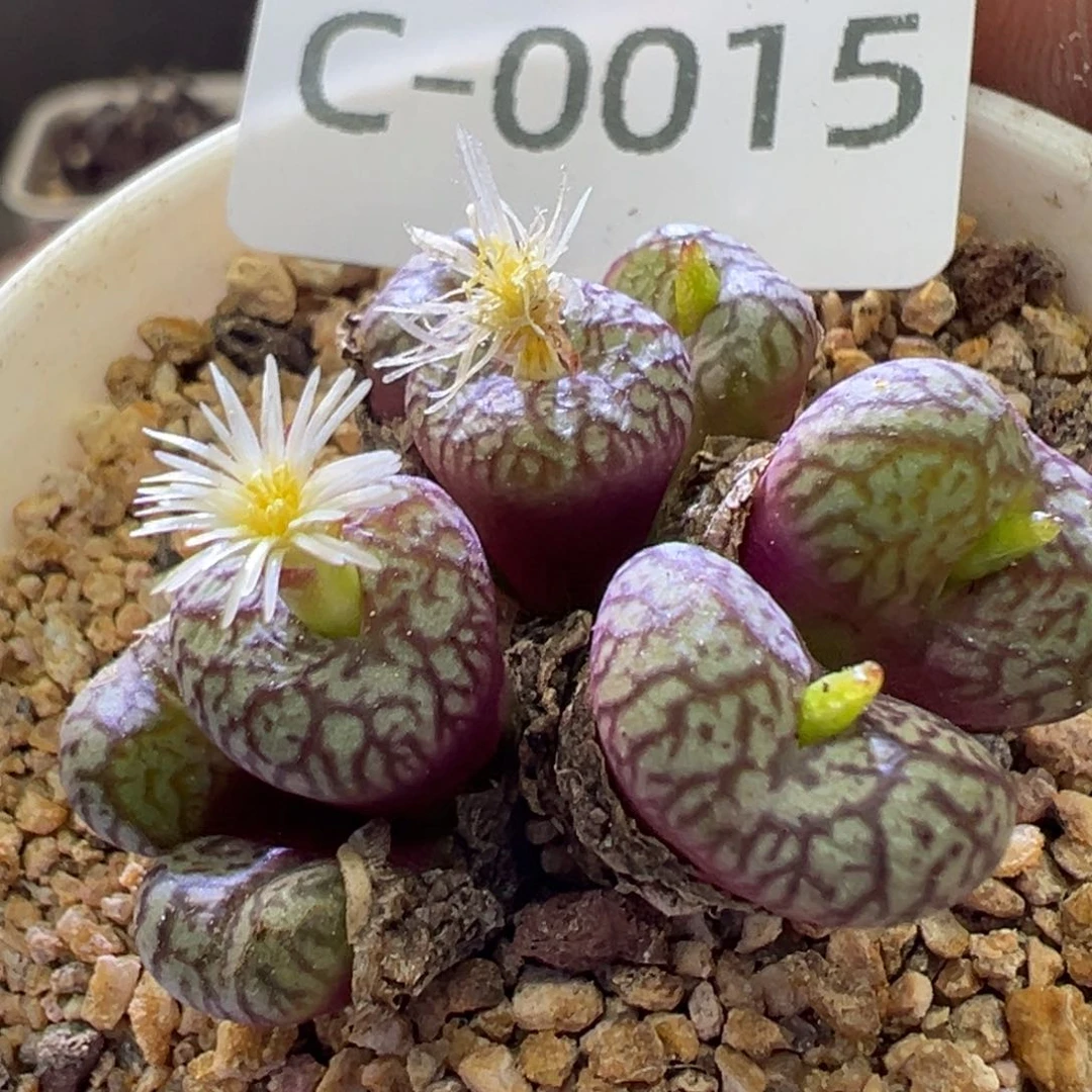 多肉植物1111111111111111111