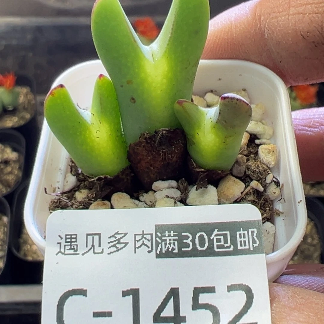 多肉植物1111111111111