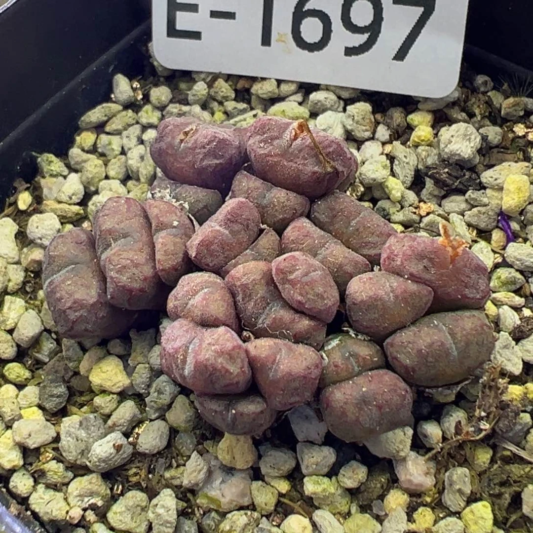 多肉植物1111111111111