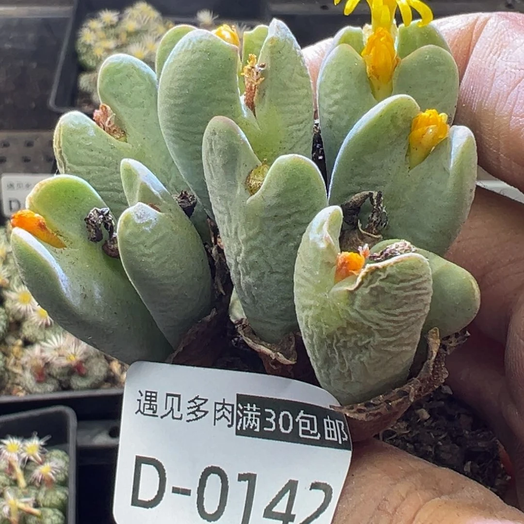 多肉植物11111111111111