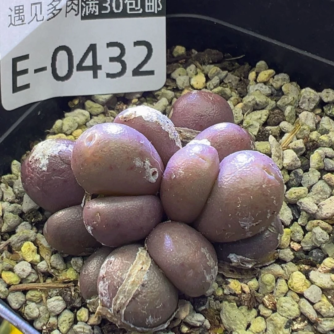 多肉植物111111111111111