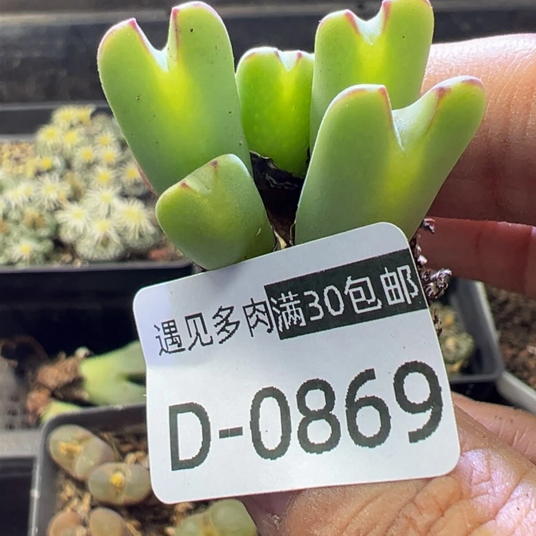 多肉植物1111111111111111