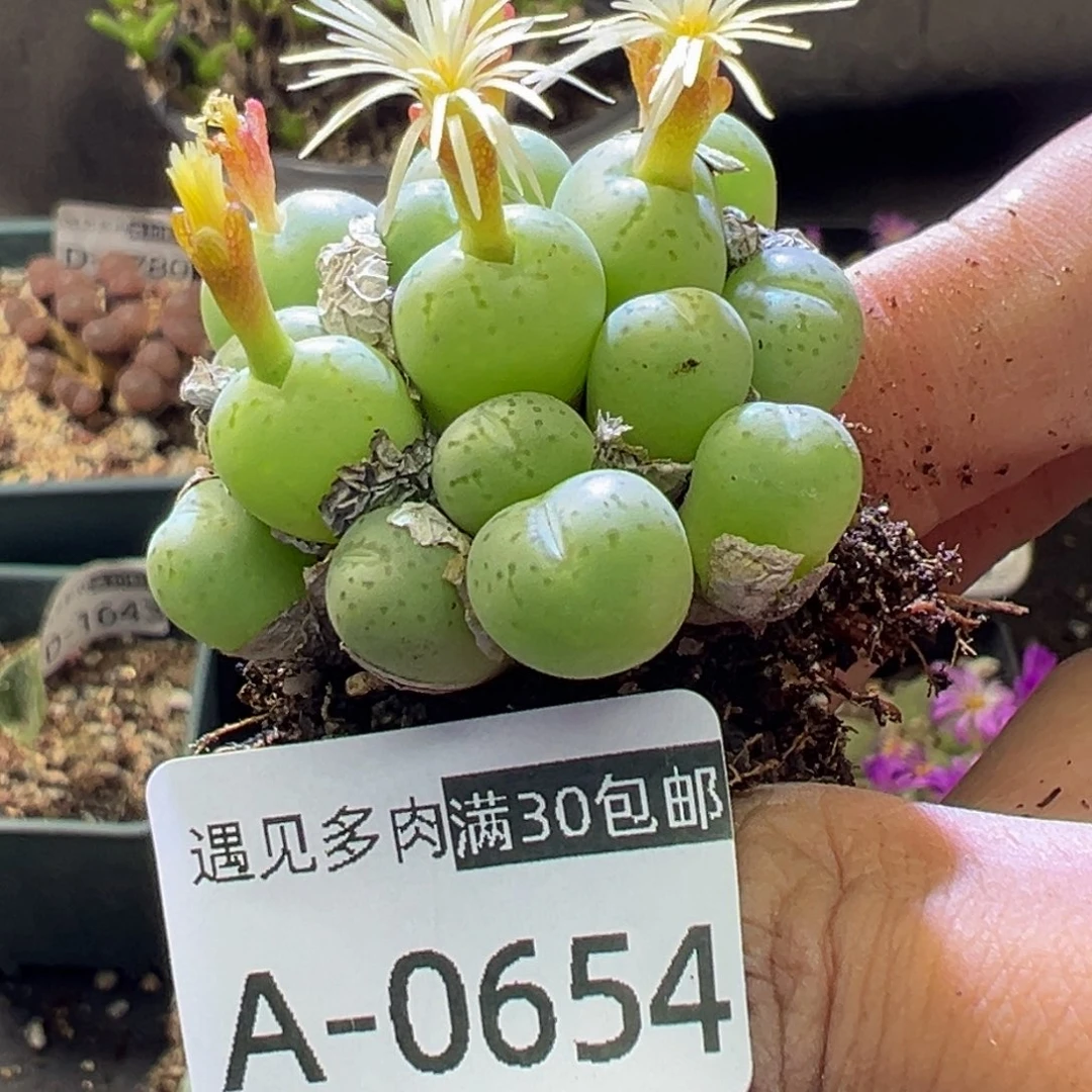 多肉植物111111111111