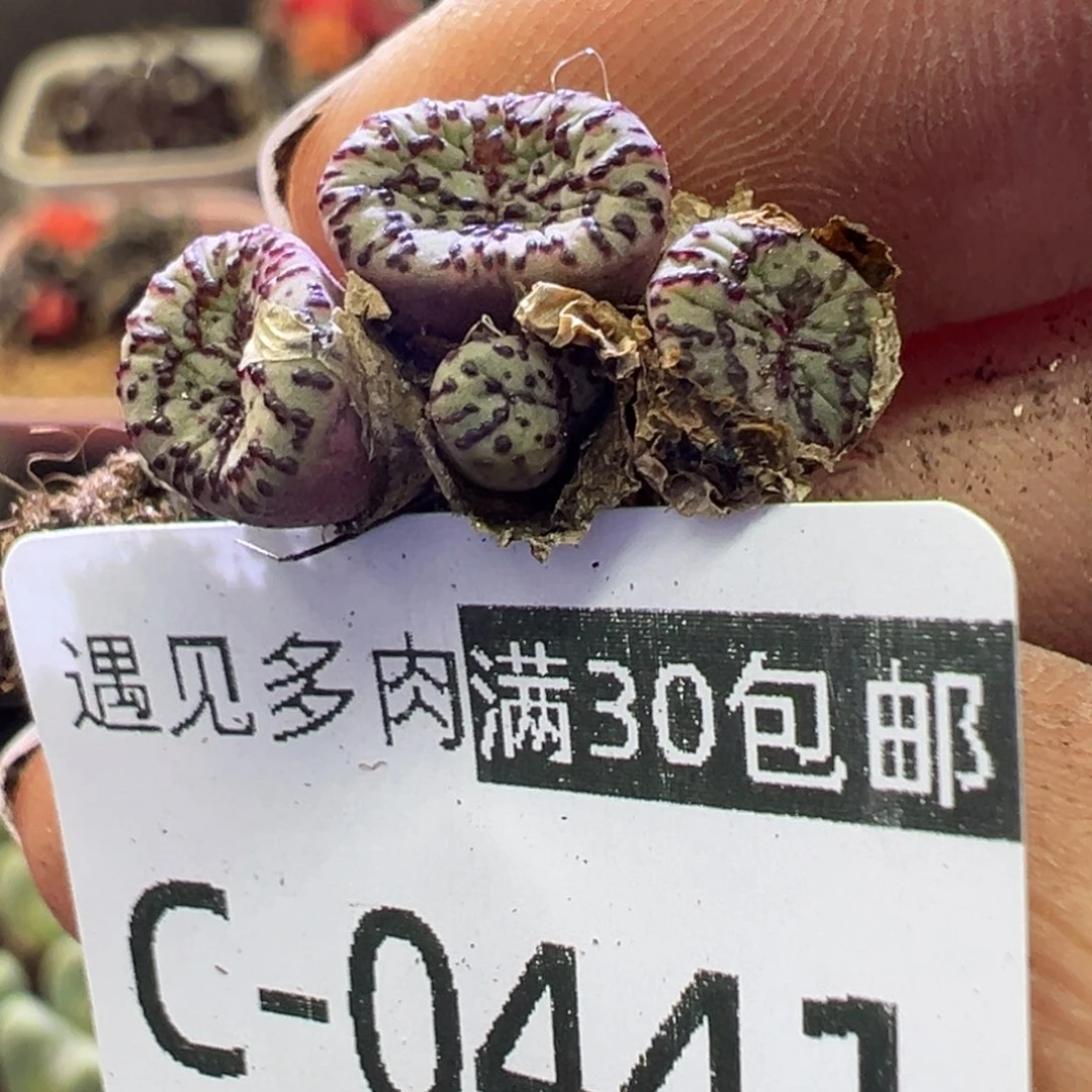 多肉植物11111111111111
