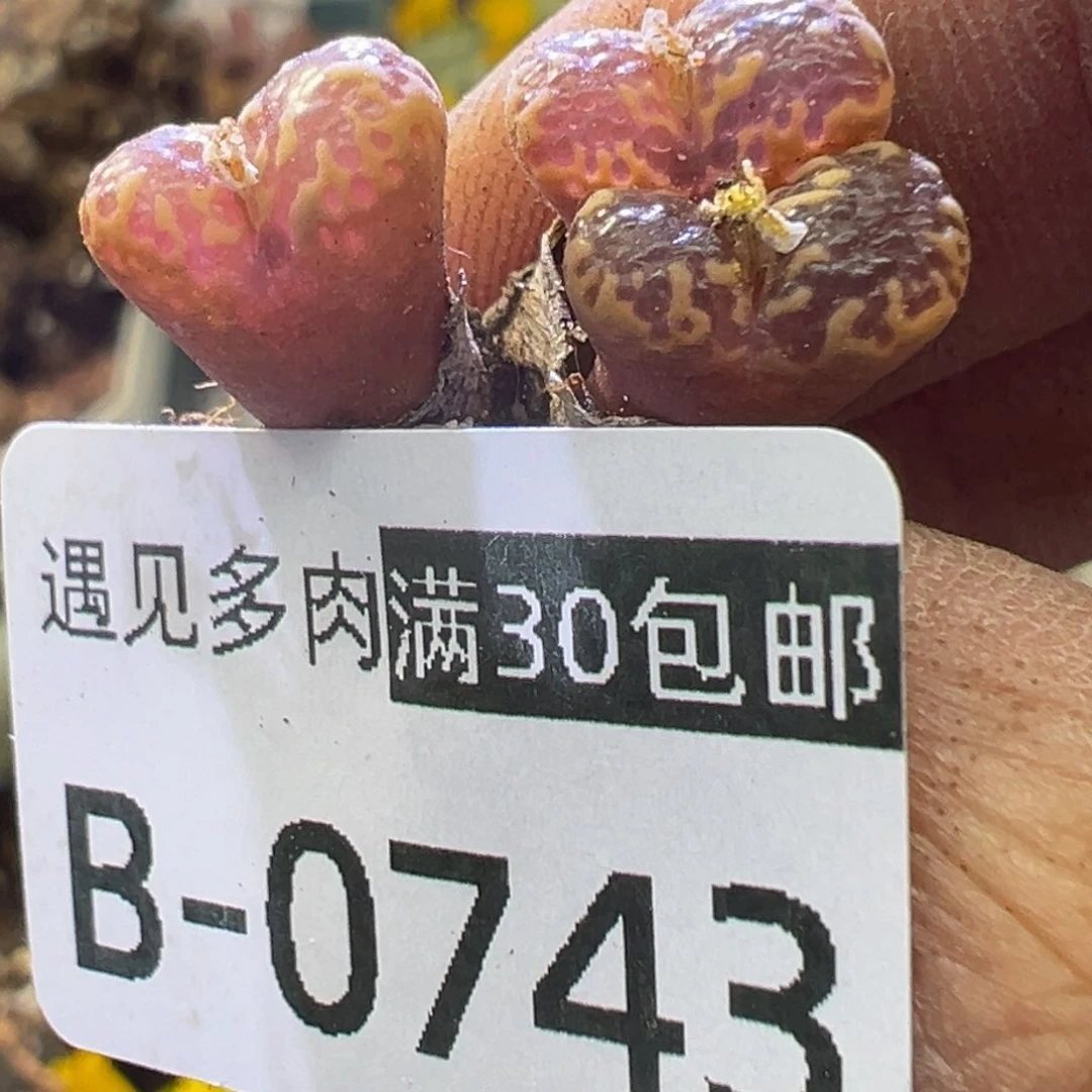 多肉植物1111111111111