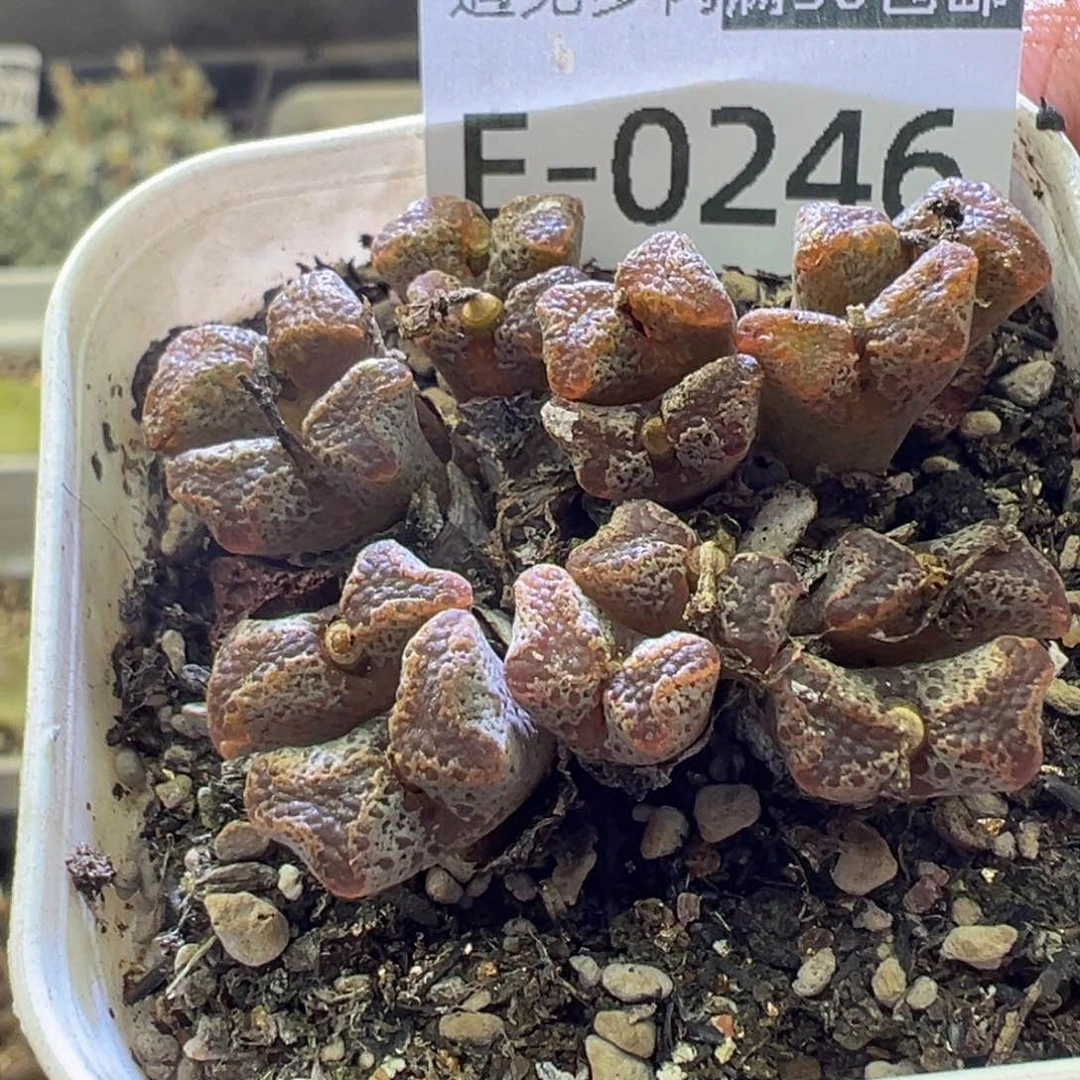 多肉植物111111111111111