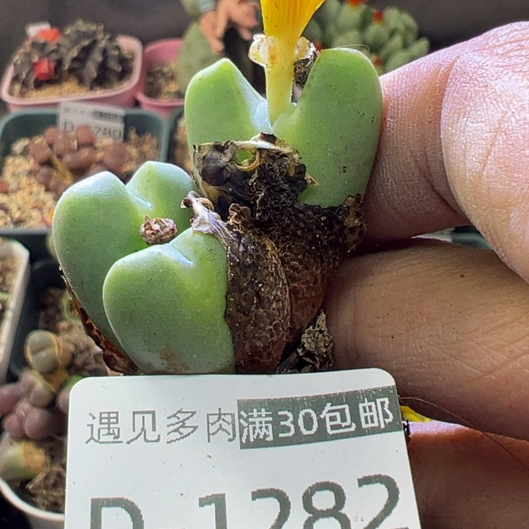 多肉植物1111111111