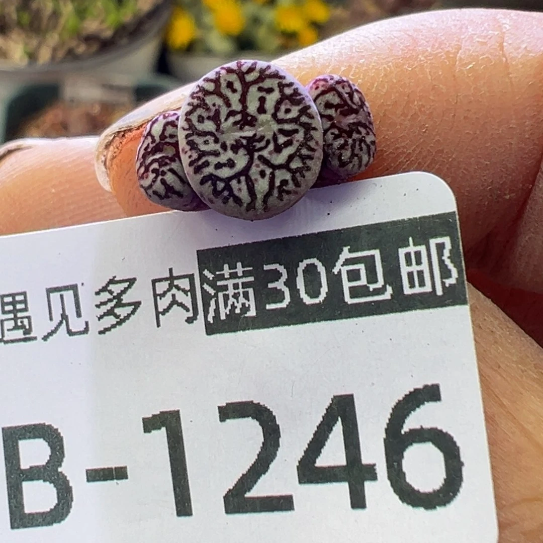 多肉植物1111111111111