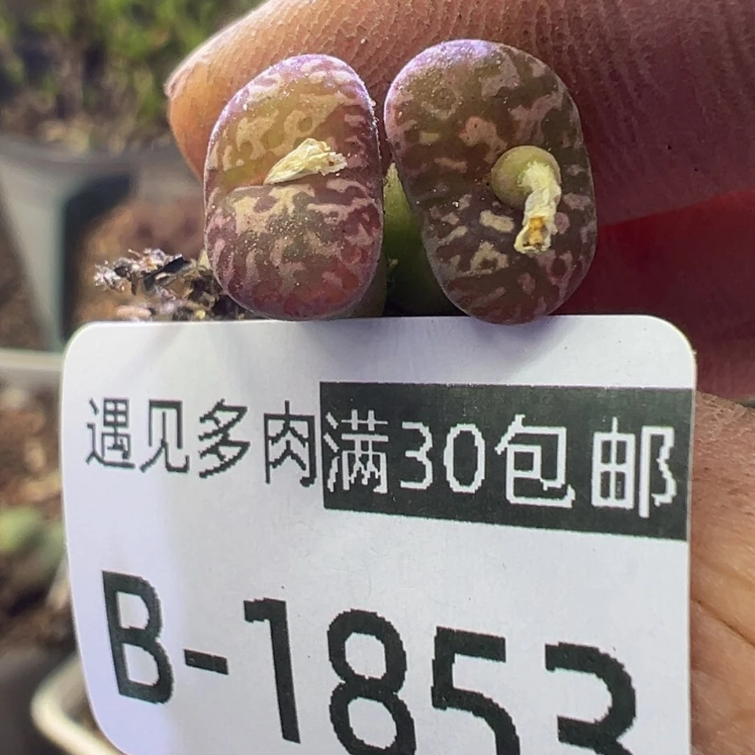 多肉植物111111111111111