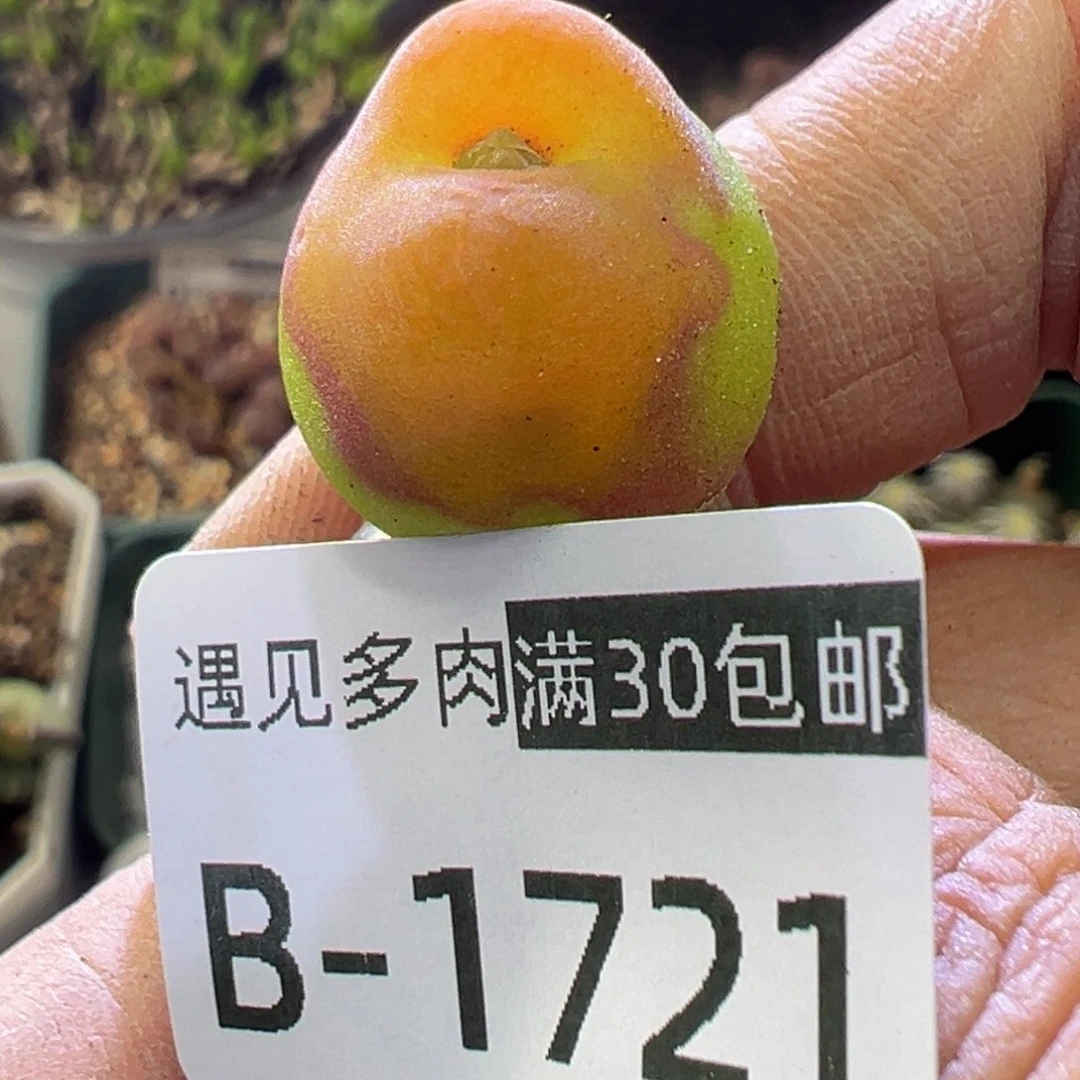 多肉植物11111111111111