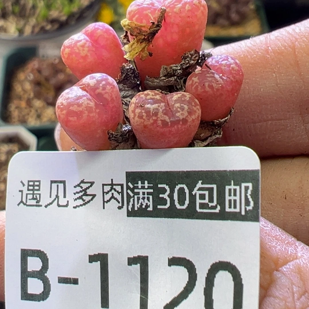 多肉植物11111111111111111