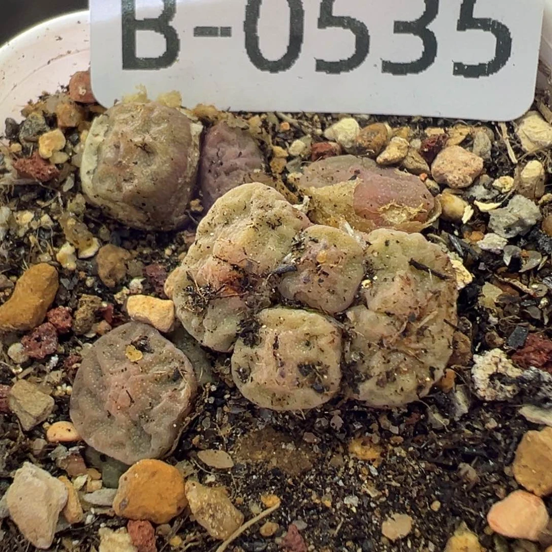 多肉植物1111111111111111