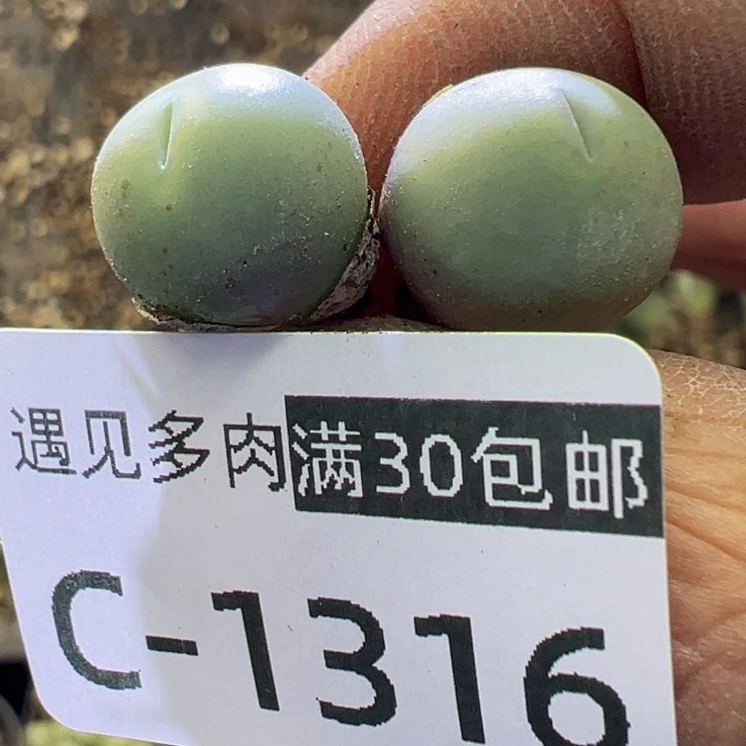 多肉植物1111111111111111