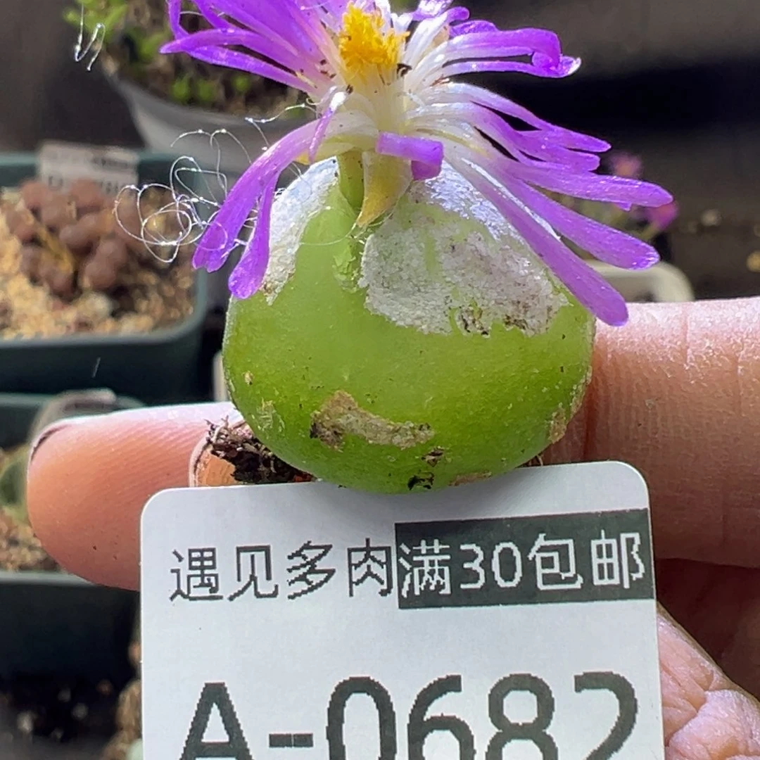 多肉植物111111111111