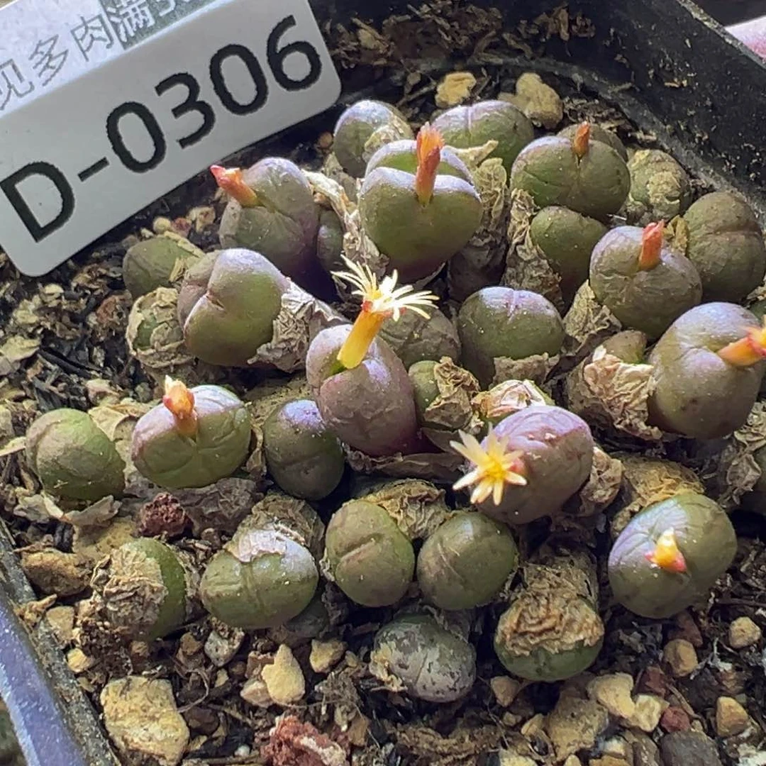 多肉植物111111111111111