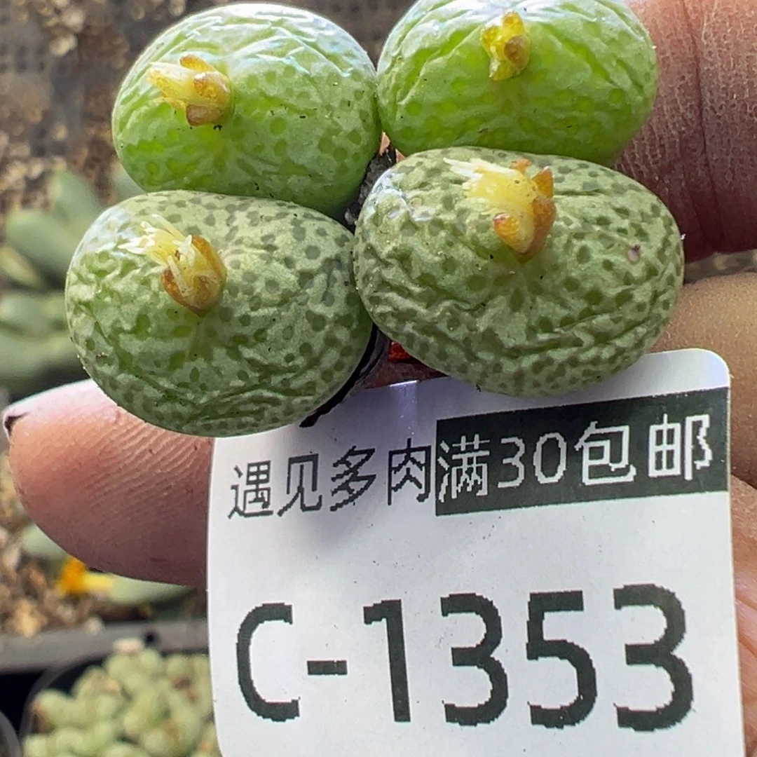 多肉植物1111111111111