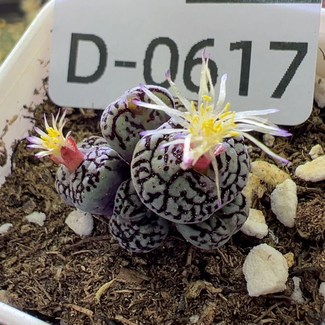 多肉植物1111111111111