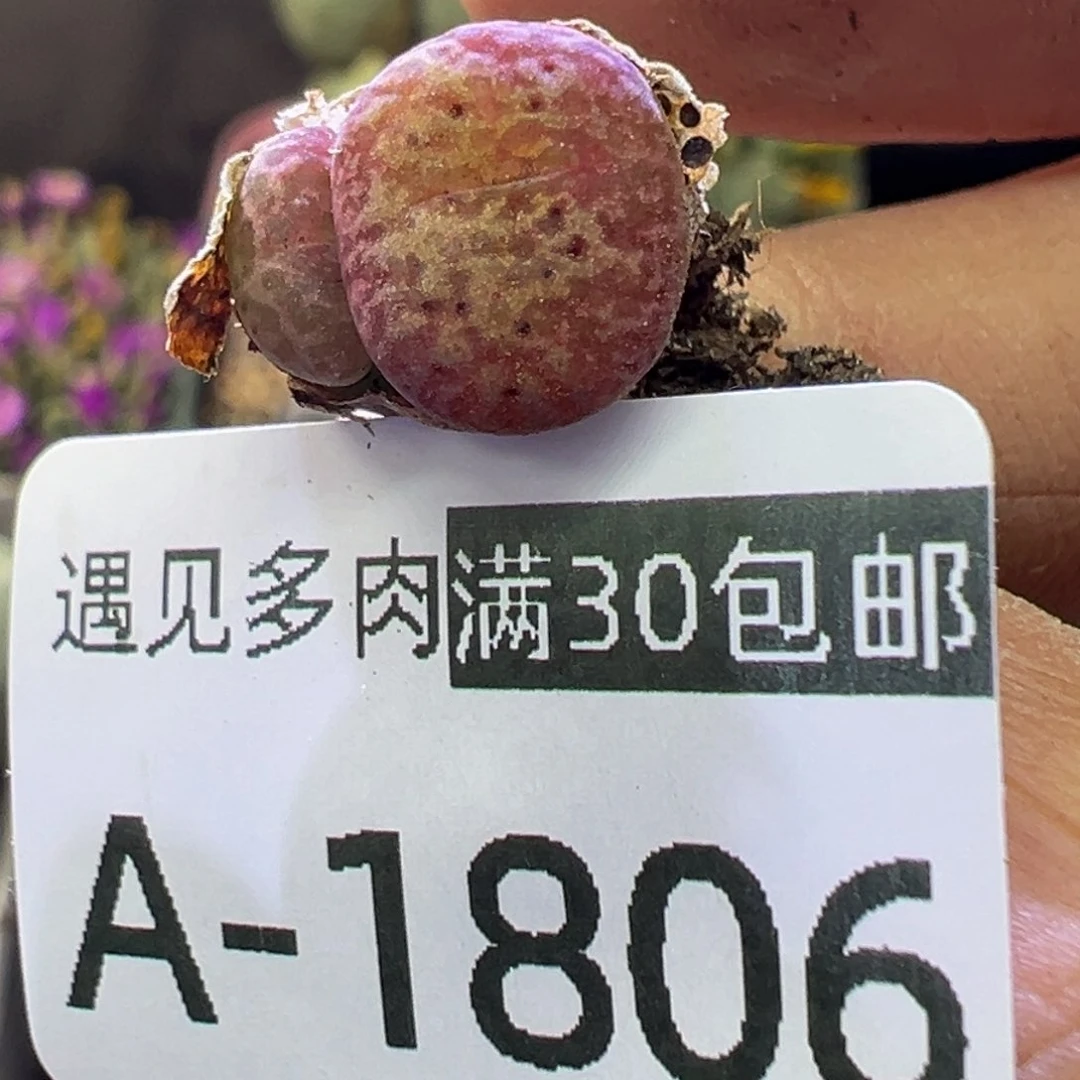 多肉植物111111111111111111