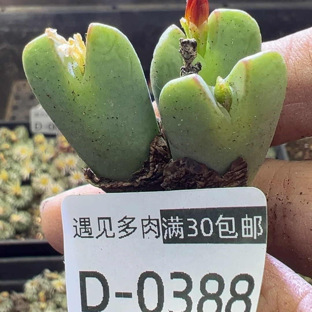 多肉植物11111111111111