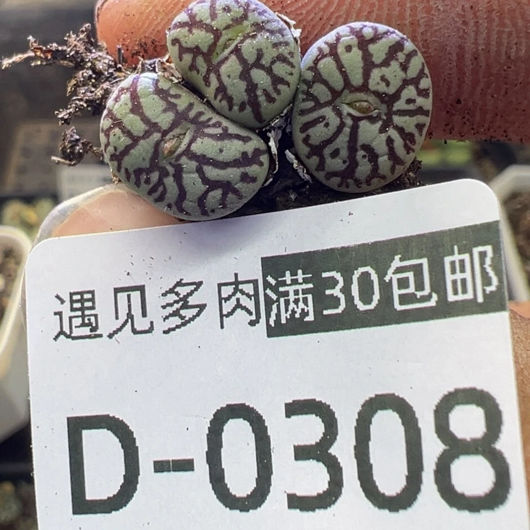 肉*子多肉植物111111111111111