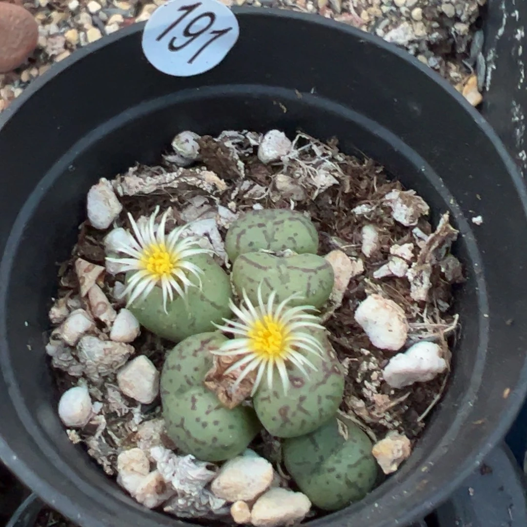 多肉植物11111111111