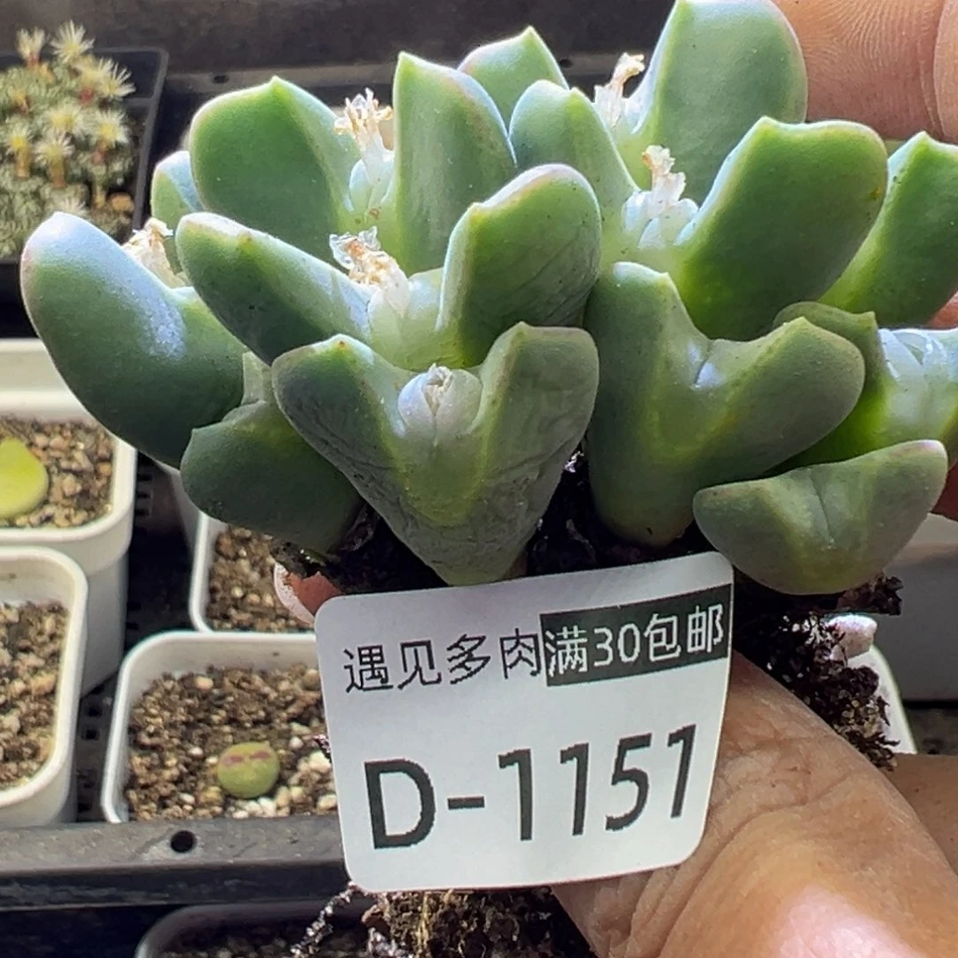 多肉植物11111111111111111