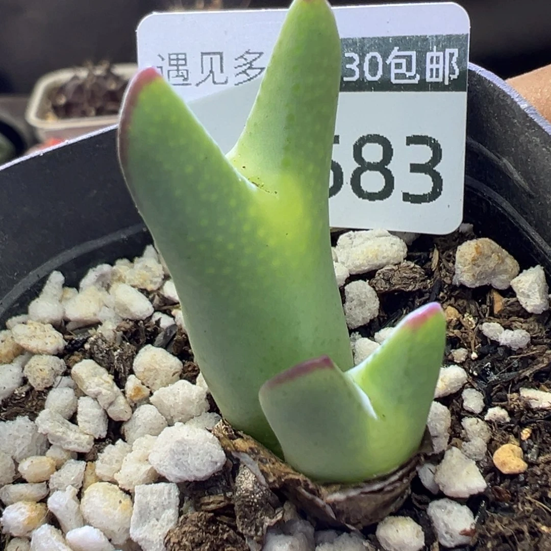 多肉植物11111111111111111