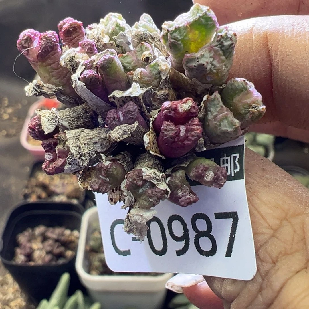 多肉植物11111111111111