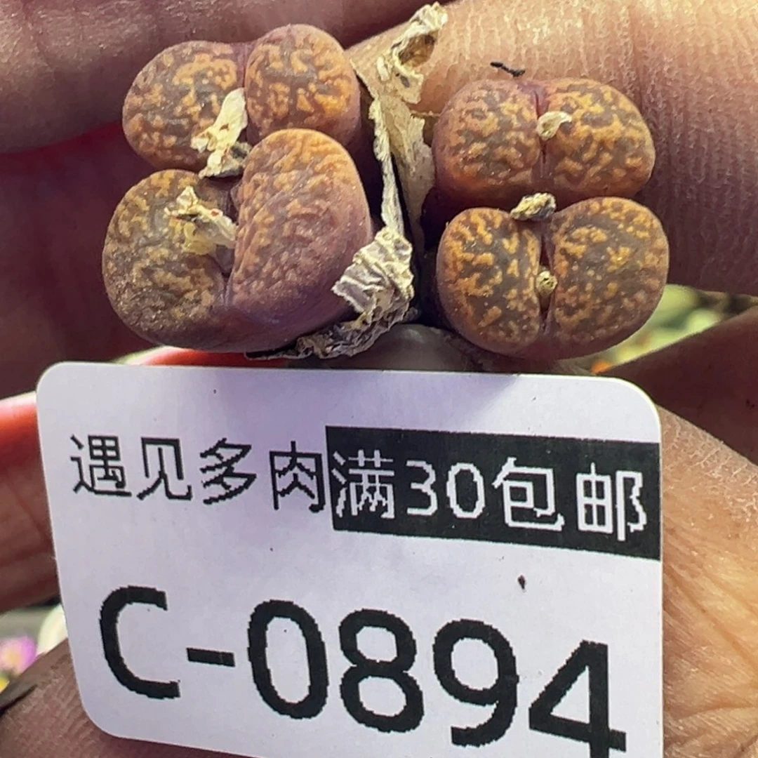 多肉植物1111111111111111