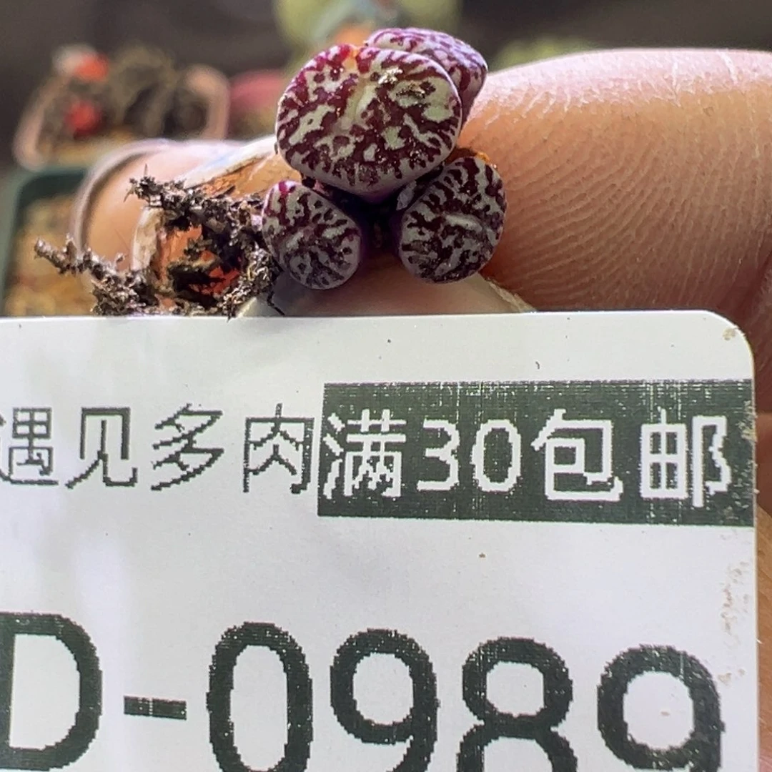 多肉植物1111111111