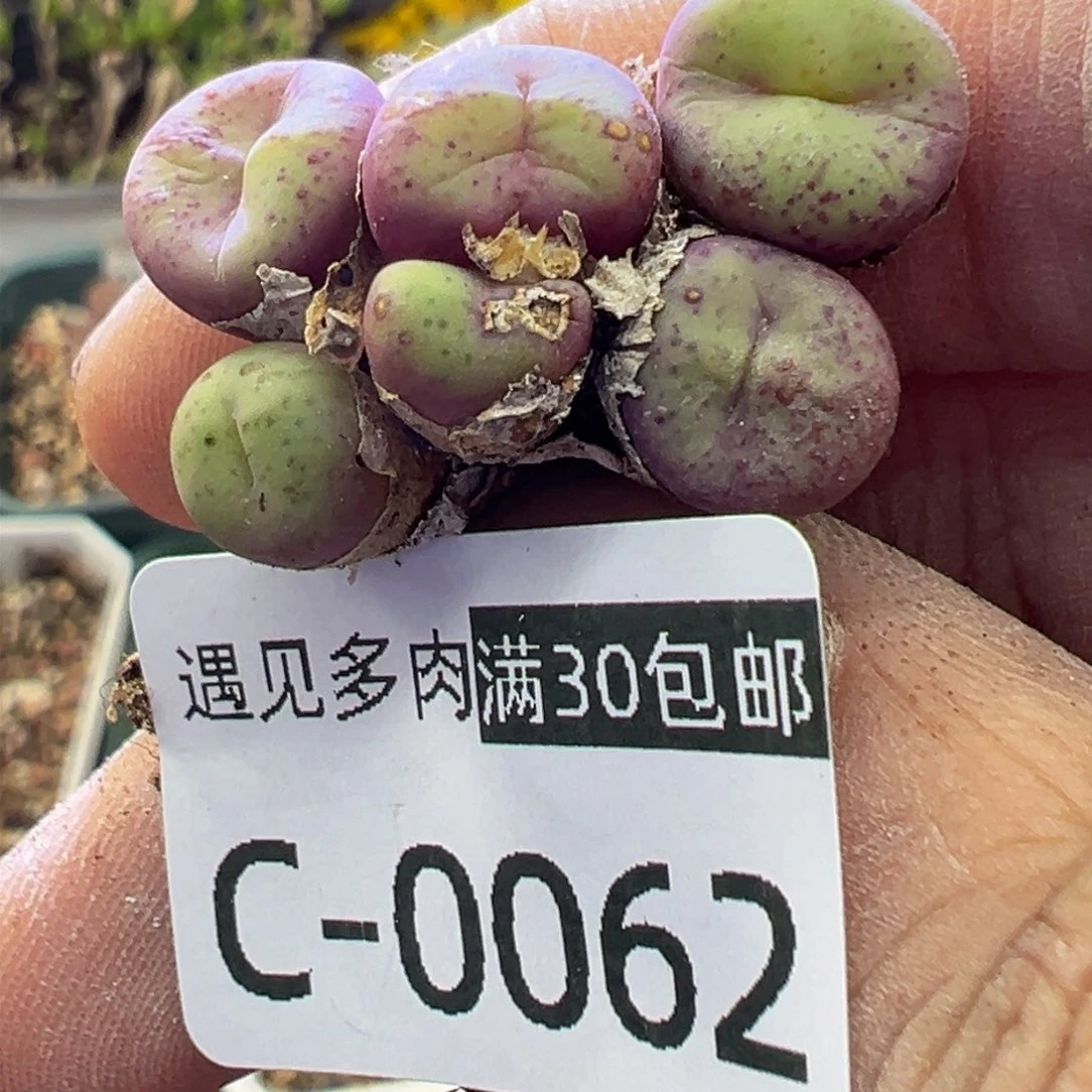 多肉植物11111111111111