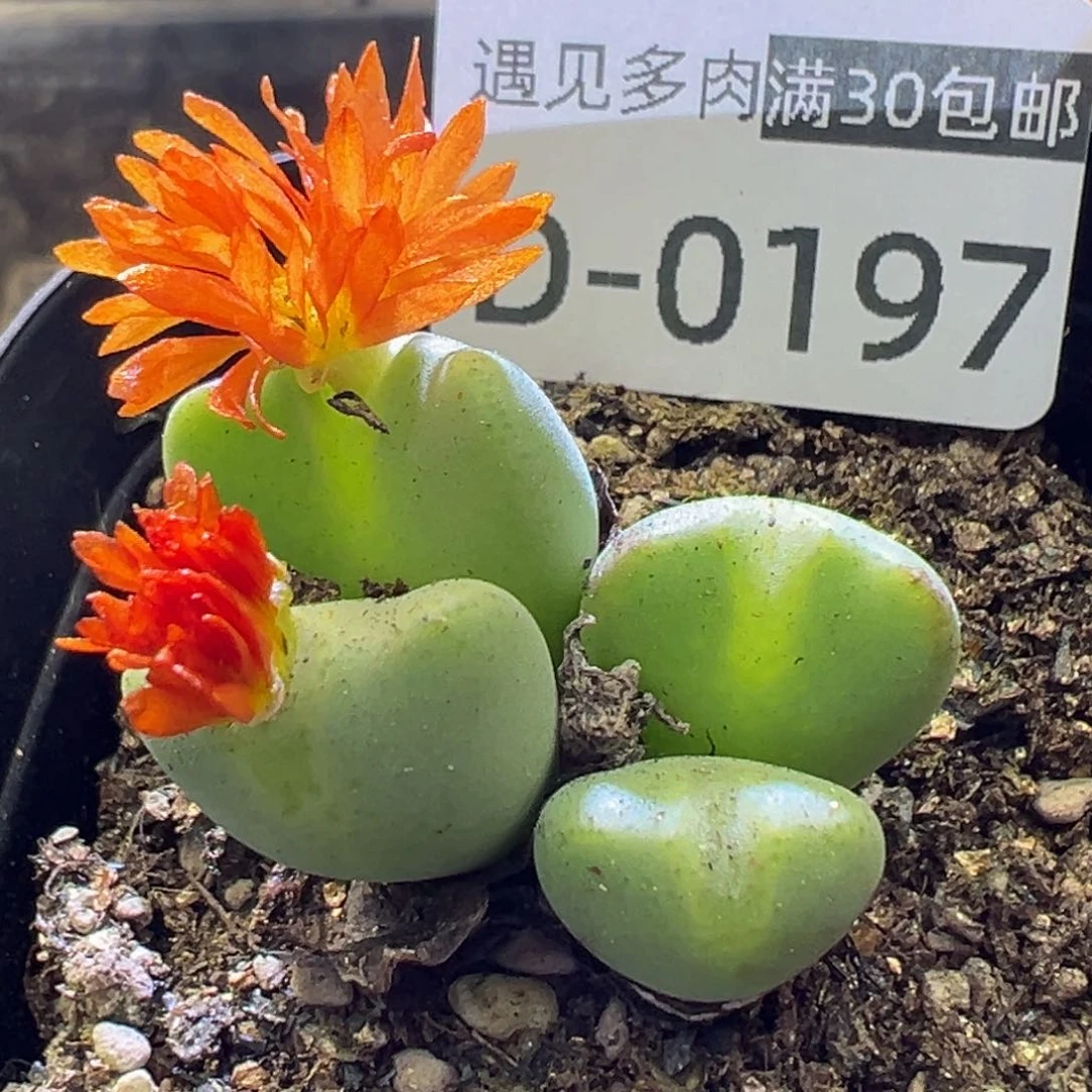 多肉植物111111111111