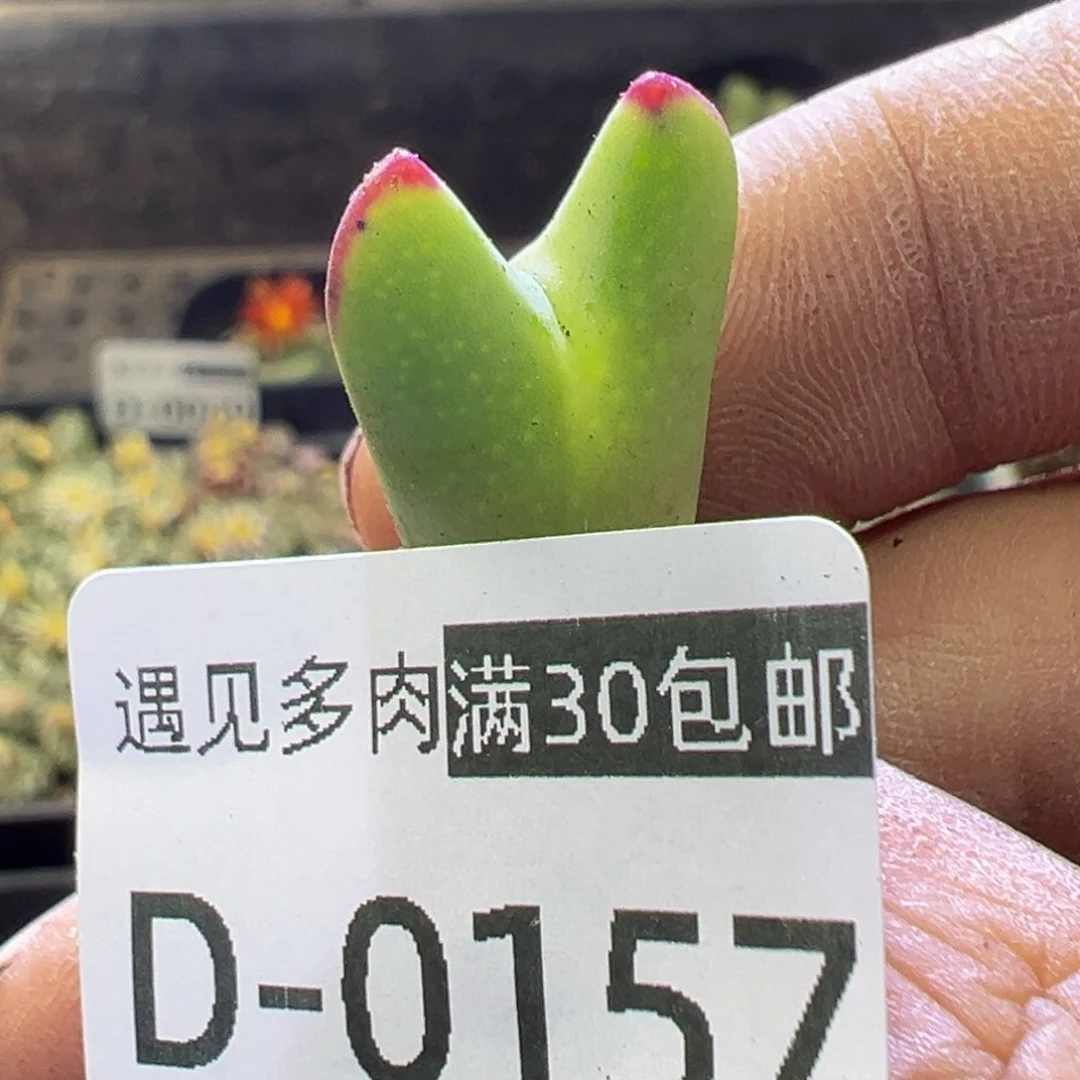 多肉植物11111111111111
